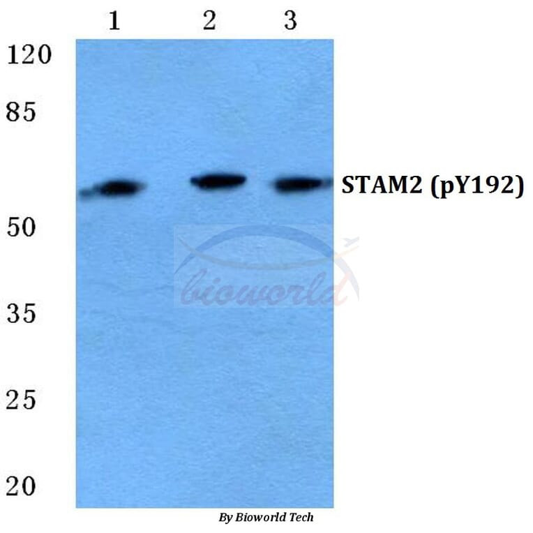 Anti-STAM2 (phospho-Y192) Antibody from Bioworld Technology (BS4876) - Antibodies.com
