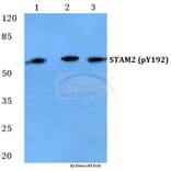 Anti-STAM2 (phospho-Y192) Antibody from Bioworld Technology (BS4876) - Antibodies.com