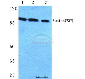Anti-Stat1 (phospho-S727) Antibody from Bioworld Technology (BS4877) - Antibodies.com