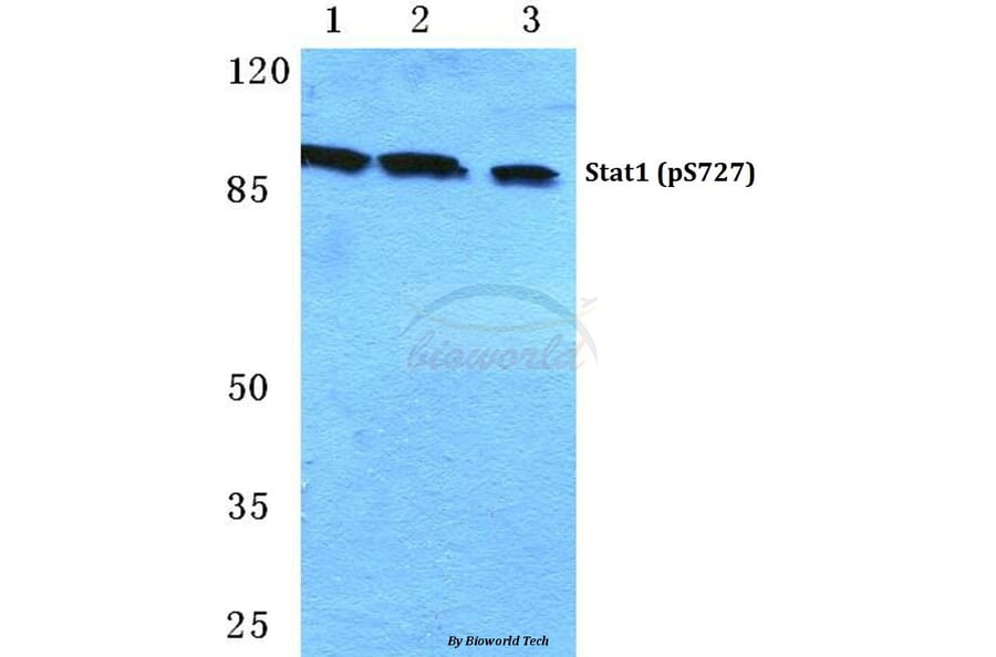 Anti-Stat1 (phospho-S727) Antibody from Bioworld Technology (BS4877) - Antibodies.com