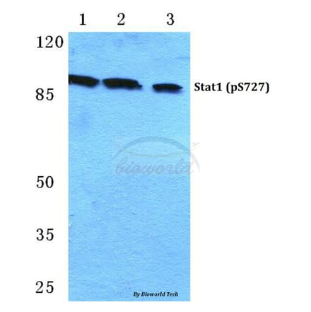Anti-Stat1 (phospho-S727) Antibody from Bioworld Technology (BS4877) - Antibodies.com