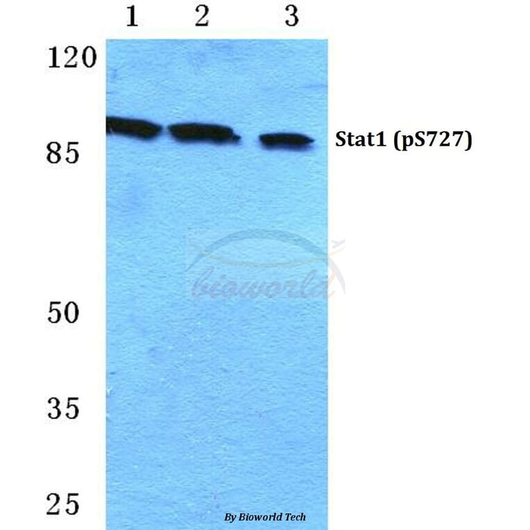 Anti-Stat1 (phospho-S727) Antibody from Bioworld Technology (BS4877) - Antibodies.com