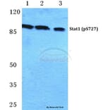 Anti-Stat1 (phospho-S727) Antibody from Bioworld Technology (BS4877) - Antibodies.com