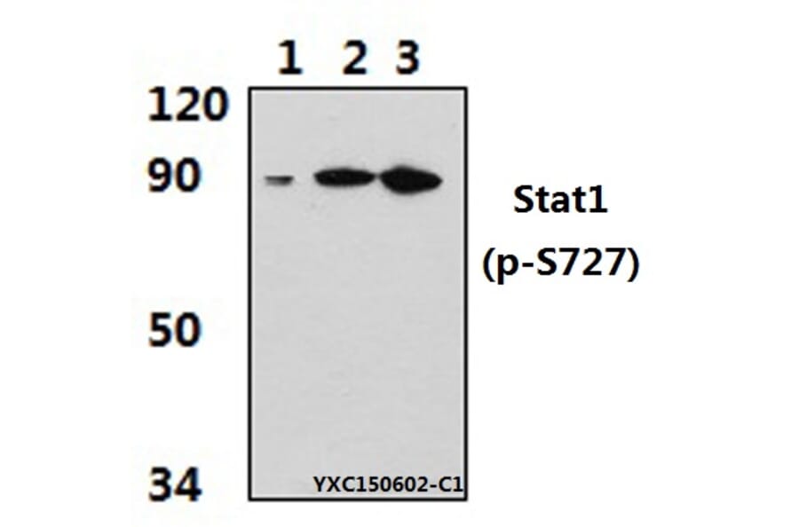 Anti-Stat1 (phospho-S727) Antibody from Bioworld Technology (BS4877) - Antibodies.com