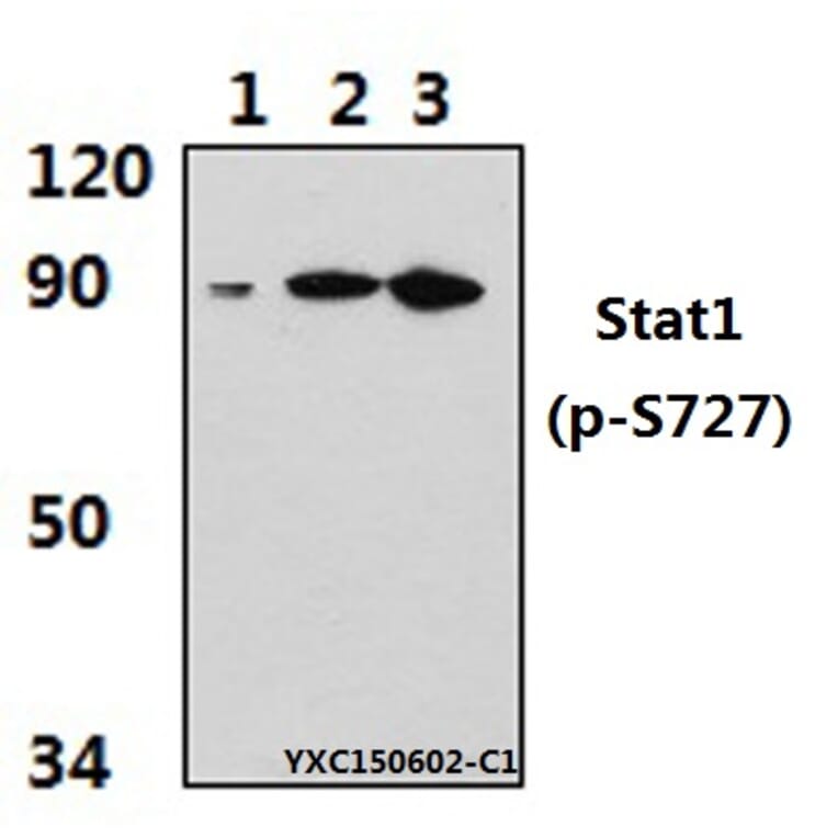 Anti-Stat1 (phospho-S727) Antibody from Bioworld Technology (BS4877) - Antibodies.com