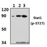 Anti-Stat1 (phospho-S727) Antibody from Bioworld Technology (BS4877) - Antibodies.com