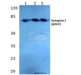 Anti-Synapsin I (phospho-S62) Antibody from Bioworld Technology (BS4879) - Antibodies.com