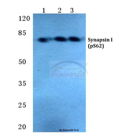 Anti-Synapsin I (phospho-S62) Antibody from Bioworld Technology (BS4879) - Antibodies.com