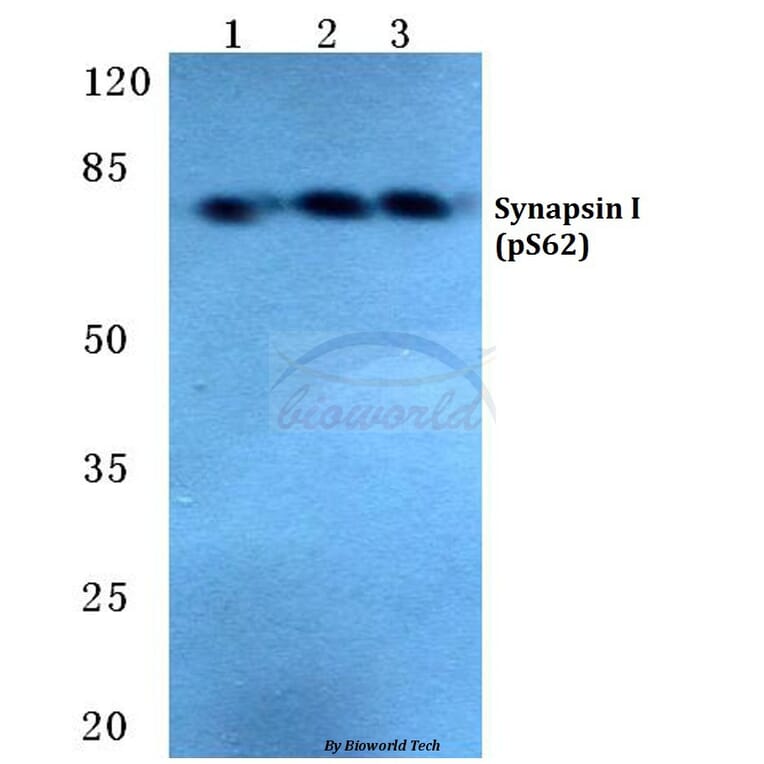 Anti-Synapsin I (phospho-S62) Antibody from Bioworld Technology (BS4879) - Antibodies.com