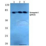 Anti-Synapsin I (phospho-S62) Antibody from Bioworld Technology (BS4879) - Antibodies.com