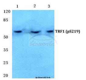 Anti-TRF1 (phospho-S219) Antibody from Bioworld Technology (BS4882) - Antibodies.com
