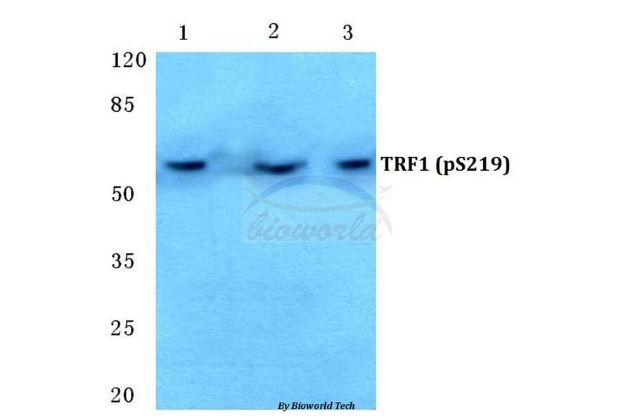 Anti-TRF1 (phospho-S219) Antibody from Bioworld Technology (BS4882) - Antibodies.com