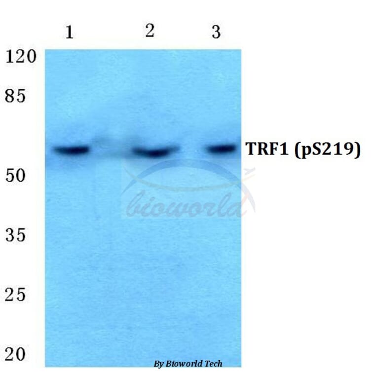 Anti-TRF1 (phospho-S219) Antibody from Bioworld Technology (BS4882) - Antibodies.com
