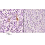 Anti-Vimentin (phospho-S56) Antibody from Bioworld Technology (BS4883) - Antibodies.com