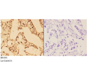 Anti-4E-BP1 (phospho-S65) Antibody from Bioworld Technology (BS5001) - Antibodies.com
