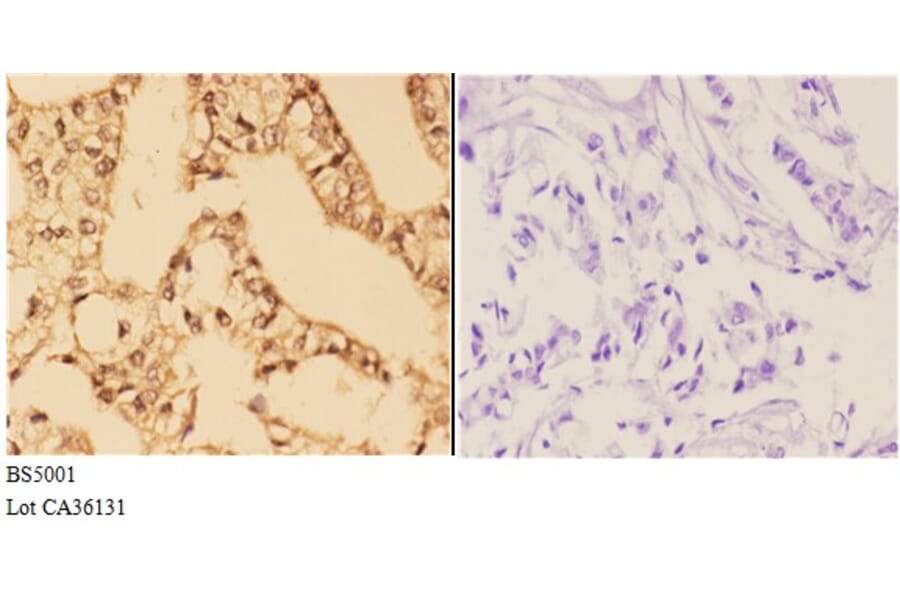 Anti-4E-BP1 (phospho-S65) Antibody from Bioworld Technology (BS5001) - Antibodies.com