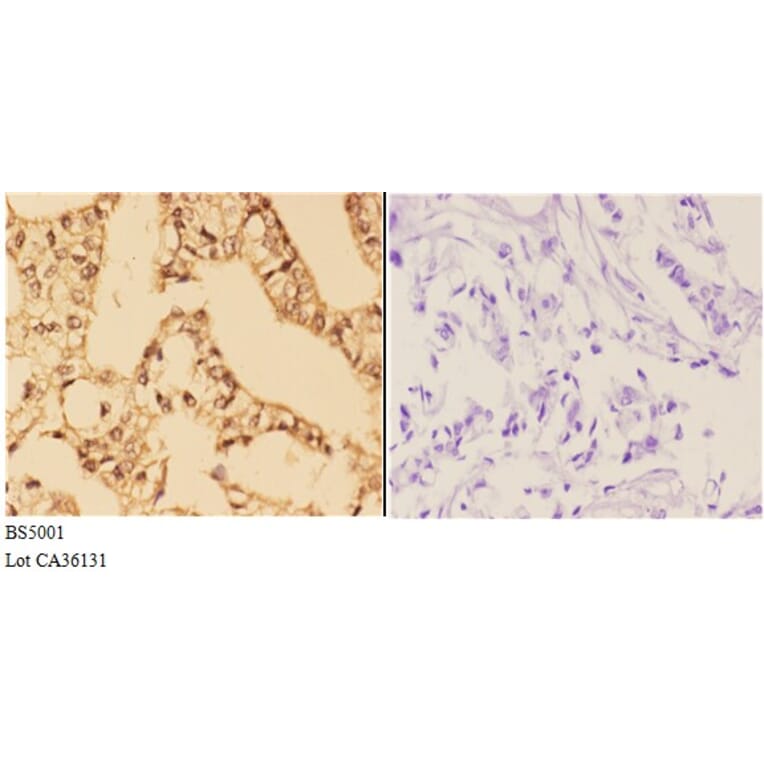Anti-4E-BP1 (phospho-S65) Antibody from Bioworld Technology (BS5001) - Antibodies.com