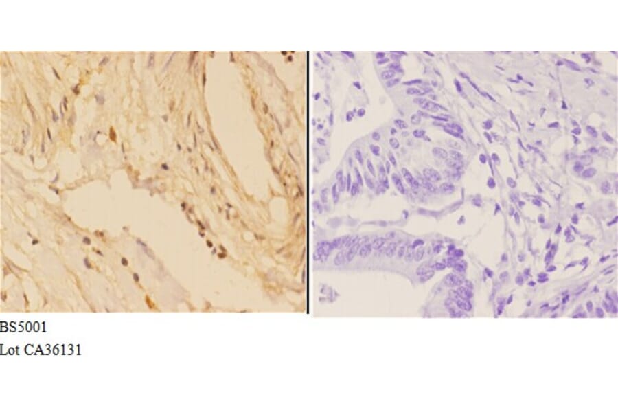 Anti-4E-BP1 (phospho-S65) Antibody from Bioworld Technology (BS5001) - Antibodies.com