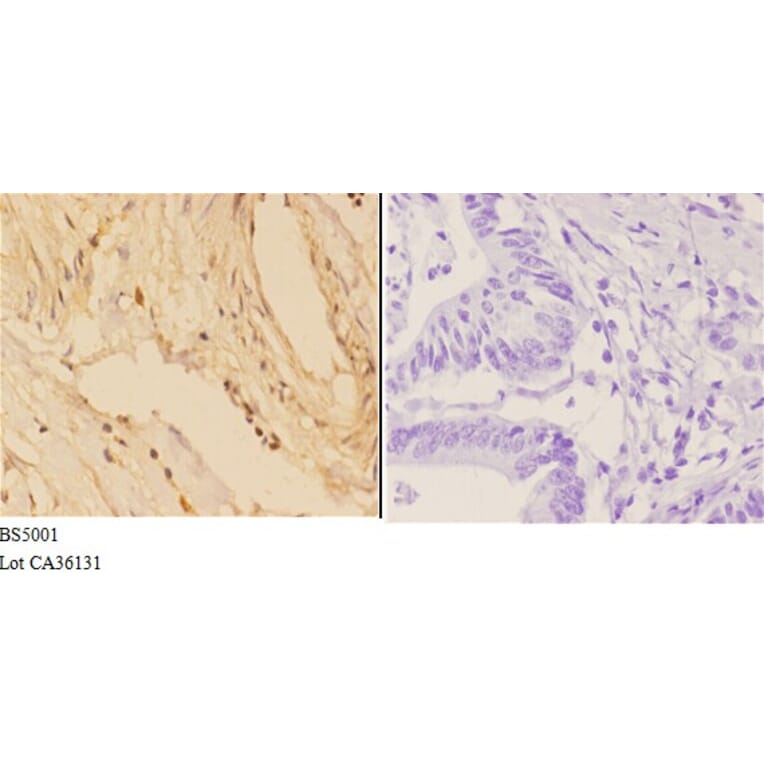 Anti-4E-BP1 (phospho-S65) Antibody from Bioworld Technology (BS5001) - Antibodies.com