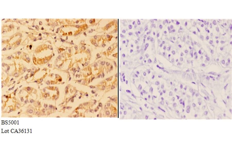 Anti-4E-BP1 (phospho-S65) Antibody from Bioworld Technology (BS5001) - Antibodies.com