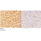 Anti-4E-BP1 (phospho-S65) Antibody from Bioworld Technology (BS5001) - Antibodies.com