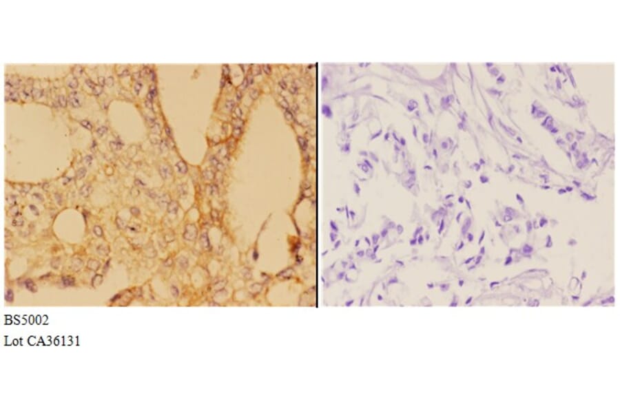 Anti-ABL1 (phospho-Y412) Antibody from Bioworld Technology (BS5002) - Antibodies.com