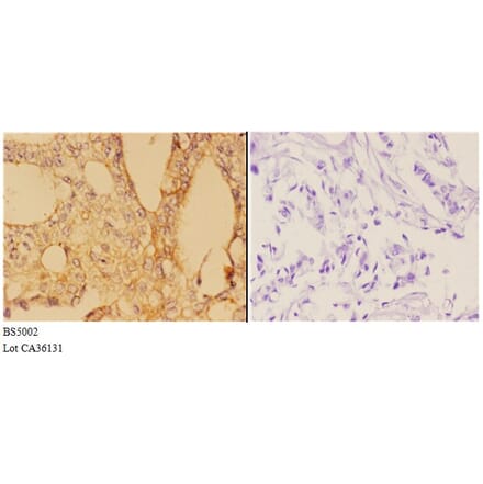 Anti-ABL1 (phospho-Y412) Antibody from Bioworld Technology (BS5002) - Antibodies.com