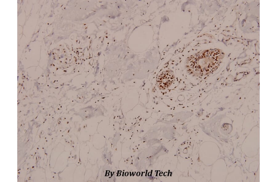 Anti-AMPKα1/2 (phospho-T183/172) Antibody from Bioworld Technology (BS5003) - Antibodies.com