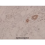 Anti-AMPKα1/2 (phospho-T183/172) Antibody from Bioworld Technology (BS5003) - Antibodies.com