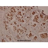 Anti-CaMKIIα (phospho-T286) Antibody from Bioworld Technology (BS5009) - Antibodies.com