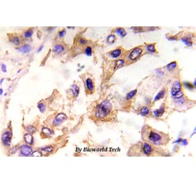 Anti-eIF4E (phospho-S209) Antibody from Bioworld Technology (BS5015) - Antibodies.com