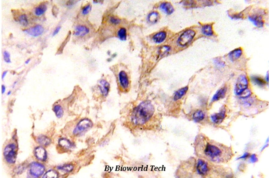 Anti-eIF4E (phospho-S209) Antibody from Bioworld Technology (BS5015) - Antibodies.com