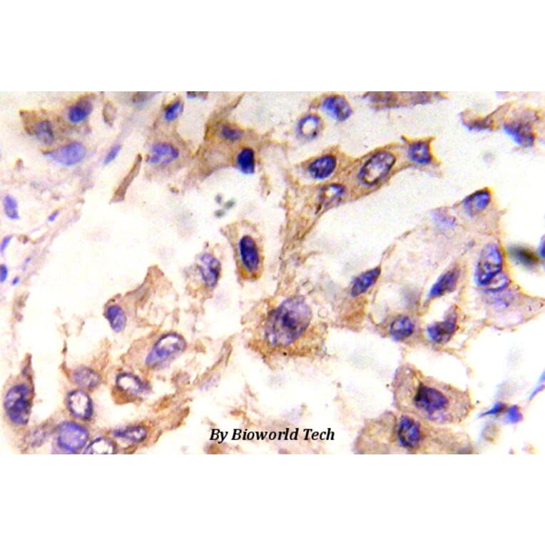 Anti-eIF4E (phospho-S209) Antibody from Bioworld Technology (BS5015) - Antibodies.com