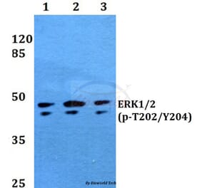 Anti-ERK1/2 (phospho-T202/Y204) Antibody from Bioworld Technology (BS5016) - Antibodies.com