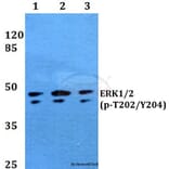 Anti-ERK1/2 (phospho-T202/Y204) Antibody from Bioworld Technology (BS5016) - Antibodies.com