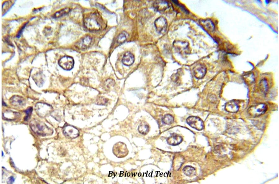 Anti-ERK1/2 (phospho-T202/Y204) Antibody from Bioworld Technology (BS5016) - Antibodies.com