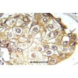 Anti-ERK1/2 (phospho-T202/Y204) Antibody from Bioworld Technology (BS5016) - Antibodies.com