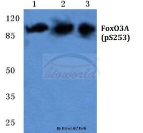 Anti-FoxO3A (phospho-S253) Antibody from Bioworld Technology (BS5019) - Antibodies.com