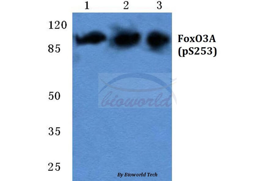 Anti-FoxO3A (phospho-S253) Antibody from Bioworld Technology (BS5019) - Antibodies.com