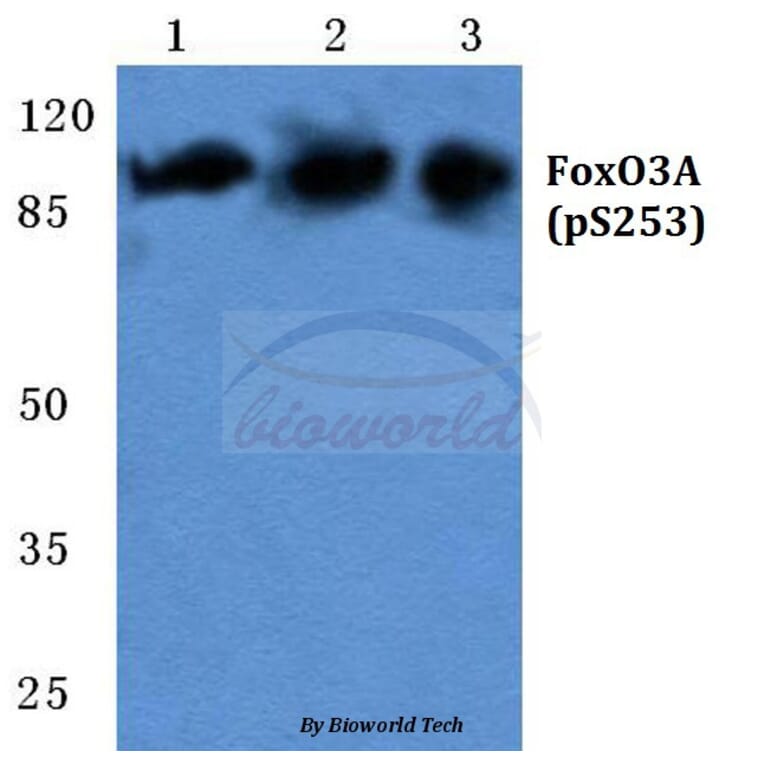 Anti-FoxO3A (phospho-S253) Antibody from Bioworld Technology (BS5019) - Antibodies.com