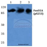 Anti-FoxO3A (phospho-S253) Antibody from Bioworld Technology (BS5019) - Antibodies.com