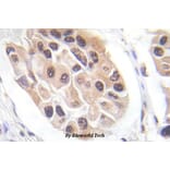 Anti-FoxO3A (phospho-S253) Antibody from Bioworld Technology (BS5019) - Antibodies.com