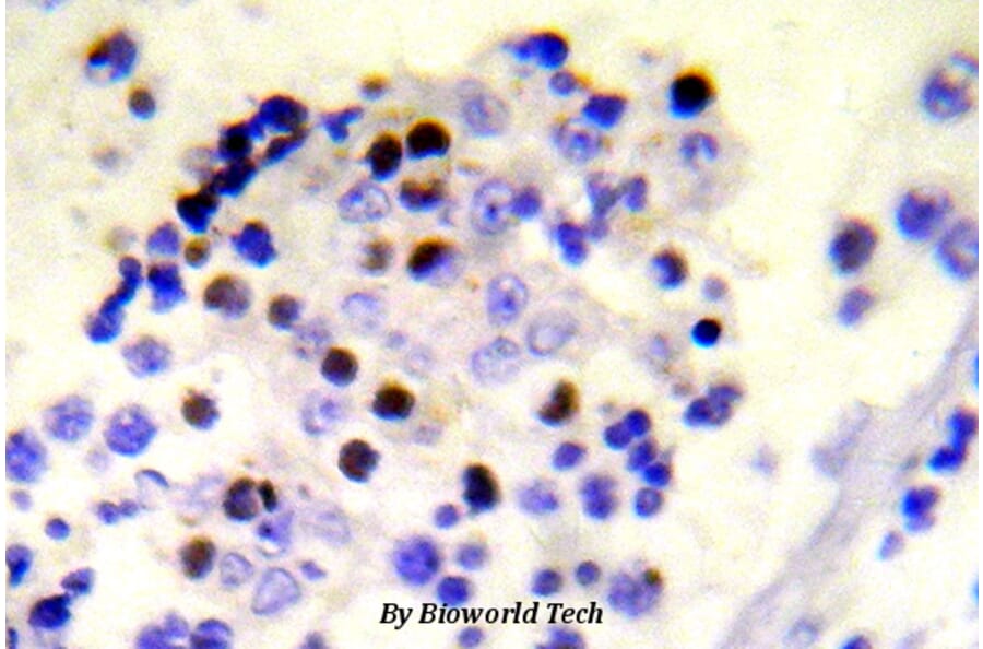 Anti-Histone H2A.X (phospho-S139) Antibody from Bioworld Technology (BS5023) - Antibodies.com