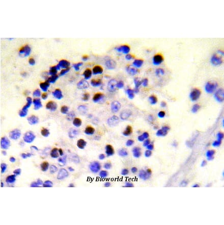 Anti-Histone H2A.X (phospho-S139) Antibody from Bioworld Technology (BS5023) - Antibodies.com