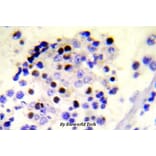 Anti-Histone H2A.X (phospho-S139) Antibody from Bioworld Technology (BS5023) - Antibodies.com