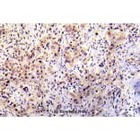 Anti-p53 (phospho-S20) Antibody from Bioworld Technology (BS5027) - Antibodies.com