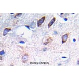 Anti-PDGFR-β (phospho-Y751) Antibody from Bioworld Technology (BS5030) - Antibodies.com