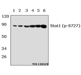Anti-Stat1 (phospho-S727) Antibody from Bioworld Technology (BS5036) - Antibodies.com