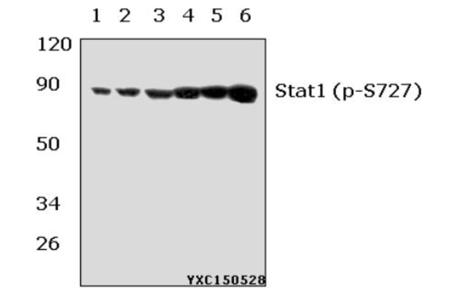Anti-Stat1 (phospho-S727) Antibody from Bioworld Technology (BS5036) - Antibodies.com