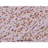 Anti-Stat1 (phospho-S727) Antibody from Bioworld Technology (BS5036) - Antibodies.com